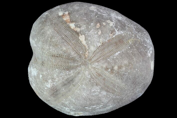 Toxaster Fossil Echinoid (Sea Urchin) - Agadir, Morocco #90608